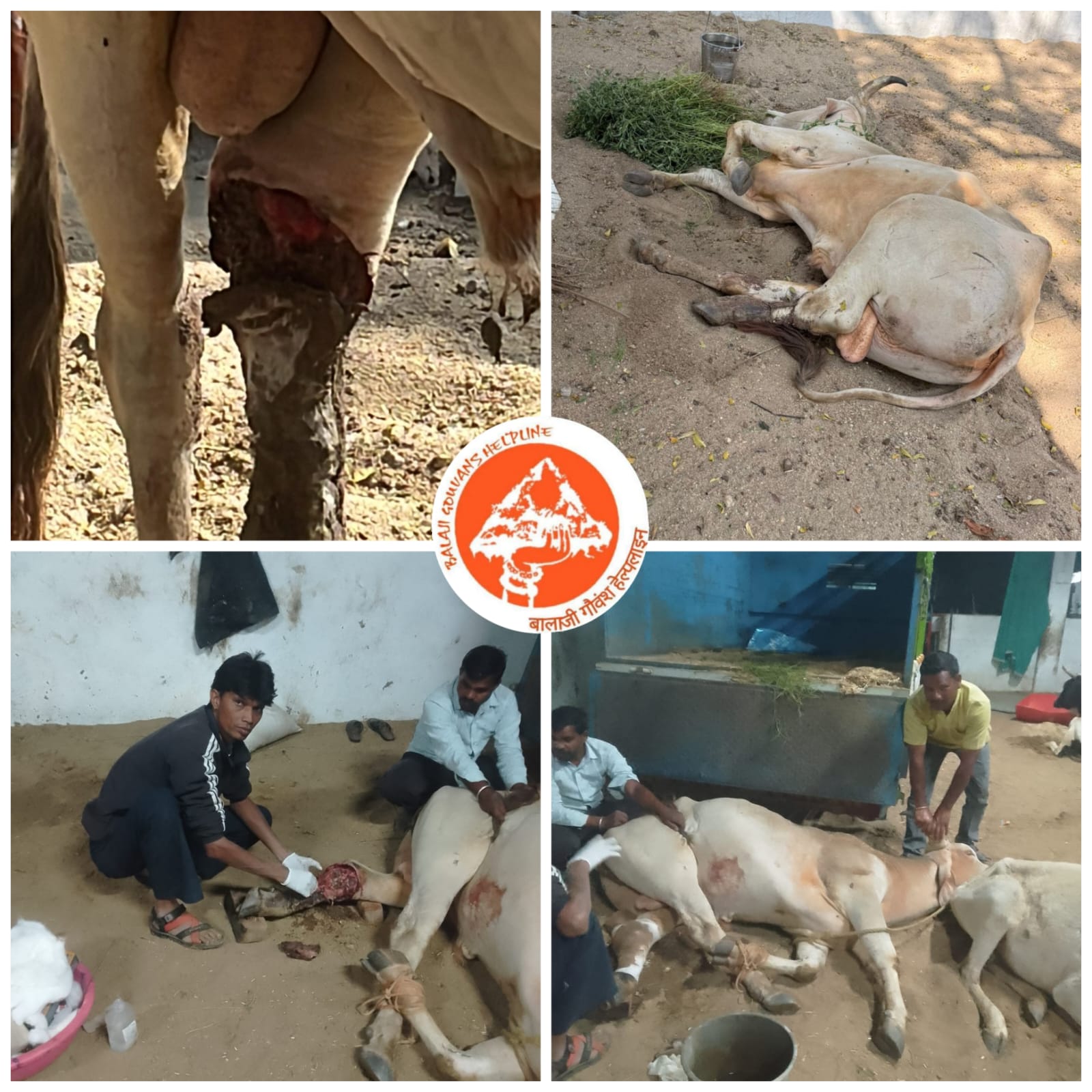 गांव बासेड़ा में तेजाजी मंदिर के पास से सूचना मिली कि एक गोवंश का पैर टूटा हुआ हे सूचना मिलते ही कुछ